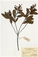 藏品(石斑木)的圖片